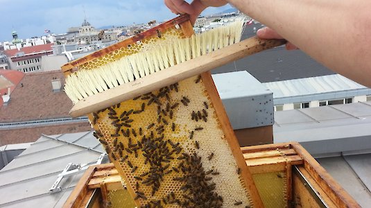 Busy bee activity on the roof of the hotel