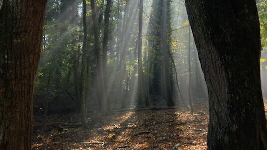 "In the peace (forest) lies the power." Copyright by Naturpark Sparbach / Käfer.