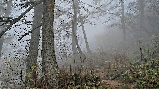 Wald mit Weg im Nebel