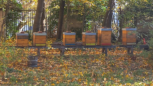 Beehives. Copyright by Kardinal König Haus