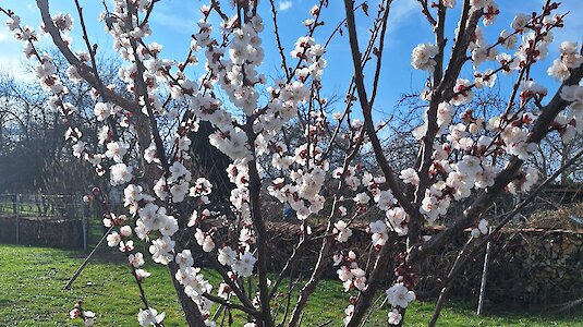 Blooming apricot tree (Copyright: Umweltzeichen)