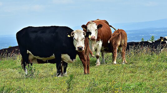 Cows on meadow (Pixabay / PhilippT)
