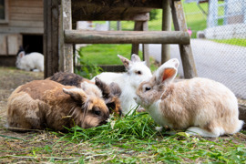 Ponyhof Ratten - den Kaninchen schmeckt´s auch