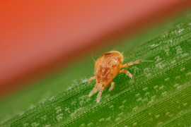 Phyton © biohelp - biologischer Pflanzenschutz, Nützlingsproduktions-, Handels- u. Beratungs-GmbH Phyton