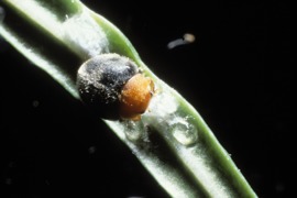 CM-Australische Marienkäfer gegen Woll- und Schmierläuse © W. Neudorff GmbH KG CM-Australische Marienkäfer gegen Woll- und Schmierläuse