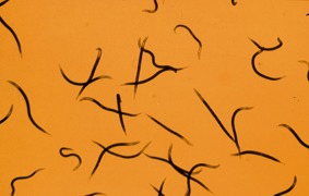 SC-Nematoden gegen Maulwurfsgrillen und Wiesenschnaken (Tipula) © W. Neudorff GmbH KG SC-Nematoden gegen Maulwurfsgrillen und Wiesenschnaken (Tipula)