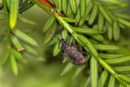 Nematon © biohelp - biologischer Pflanzenschutz, Nützlingsproduktions-, Handels- u. Beratungs-GmbH Nematon