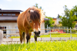 Ponyhof Ratten_ich warte im Stall auf dich