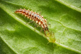Chryson © biohelp - biologischer Pflanzenschutz, Nützlingsproduktions-, Handels- u. Beratungs-GmbH Chryson