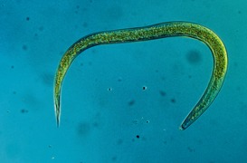 HM-Nematoden gegen Dickmaulrüssler und Gartenlaubkäfer © W. Neudorff GmbH KG HM-Nematoden gegen Dickmaulrüssler und Gartenlaubkäfer