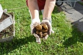 Projekt Erdäpfelpyramide „So schmeckt Niederösterreich“