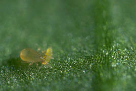 Amblon © biohelp - biologischer Pflanzenschutz, Nützlingsproduktions-, Handels- u. Beratungs-GmbH Amblon