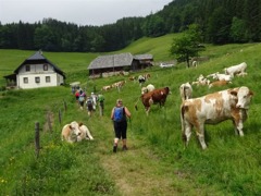 Bergwaldprojekt