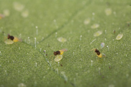 Encon © biohelp - biologischer Pflanzenschutz, Nützlingsproduktions-, Handels- u. Beratungs-GmbH Encon
