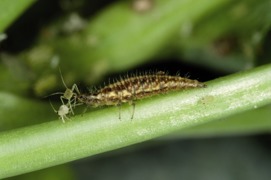 CC-Florfliegen gegen Blattläuse, Thripse und Wollläuse © W. Neudorff GmbH KG CC-Florfliegen gegen Blattläuse, Thripse und Wollläuse