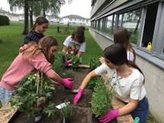 NMS St. Martin Kr&auml;uterbeete anlegen