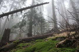 Experience Wilderness Tour Karpaten Experience Wilderness Tour Karpaten