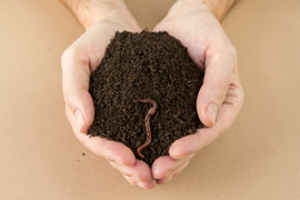 Regenwurmhumus3.jpg Regenwurmhumus3.jpg
