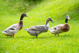 Ponyhof Ratten - im Gänsemarsch auf Entdeckungsreise Ponyhof Ratten - im Gänsemarsch auf Entdeckungsreise