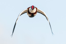 Zugv&ouml;gel - Ein Jahr vergeht im Flug