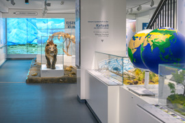 Blick auf eine Ausstellung: rechts sind zwei Globen zu sehen, in der Bildmitte ist ein H&ouml;hlenl&ouml;we in einer Vitrine