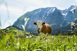 Ein Kuh auf einem Feld in Bad Mitterndorf, im Hintergrund der Grimming.