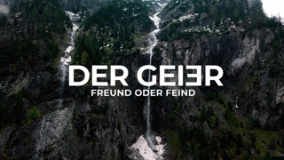 Der Geier