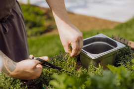 Koch schneidet im Sommer frische Kr&auml;uter im Kr&auml;utergarten.