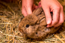 Hase im Bio-Bauernhof auf Stroh.