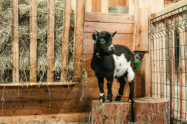 Ziege im Bio-Bauernhof im Stall.
