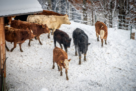 K&uuml;he auf dem Bio-Bauernhof im Winter, drau&szlig;en in der verschneiten Landschaft.
