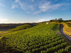 Franziskuskapelle im Mittelburgenland