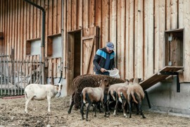 Seniorchef Wasti f&uuml;ttert die Schafe am hoteleigenen Bauernhof vom Naturresort Puradies.