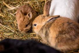 Hasen im Stroh am hoteleigenen Bauernhof vom Naturresort Puradies.