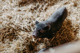 Schwein im Stroh am hoteleigenen Bauernhof vom Naturresort Puradies.