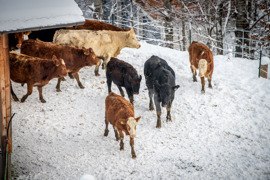 Rinder im Schnee am hoteleigenen Bauernhof vom Naturresort Puradies.