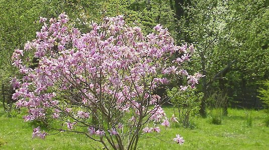 Magnolia in bloom (Markt)