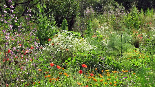 Steinschalerhof Garten mit Blumen und Kräutern