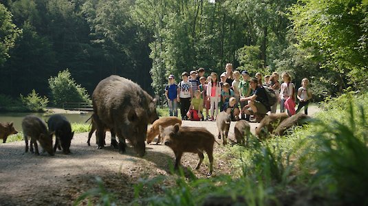 Die Bache mit ihren Frischlingen. Copyright by Naturpark Sparbach.