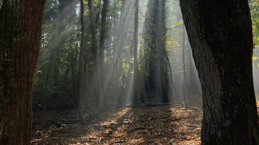 "In der Ruhe (Wald) liegt die Kraft." Copyright by Naturpark Sparbach / Käfer.