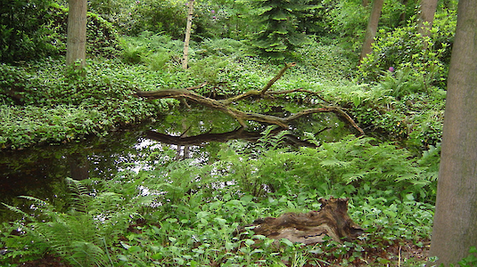 Feuchtwälder.