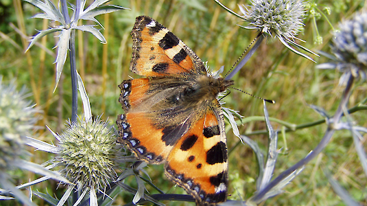 small tortoiseshell at eryngium. Copyright by Jaresm. Free Images.