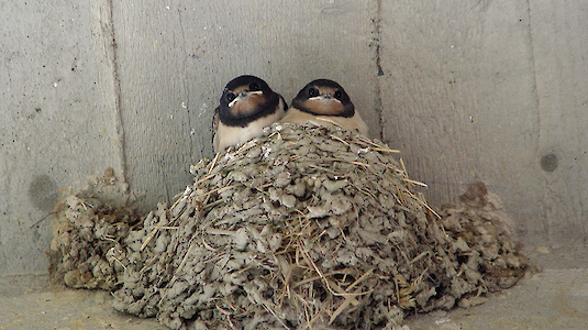 Barn swallows, Copyright by Camilla e Giuliano (FreeImages)