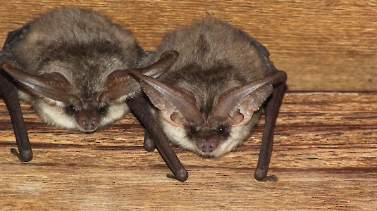Gray long-eared bat in the nursery, Copyright by KBürger (KFFÖ)