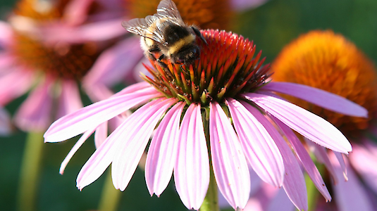 Gartenhummel auf Blume.