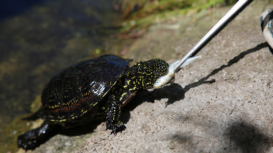 Fütterung einer Europäischen Sumpfschildkröte.