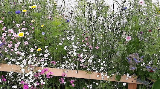 A sea of blooms. Copyright by Austrian Ecolabel. A sea of blooms. Copyright by Austrian Ecolabel.