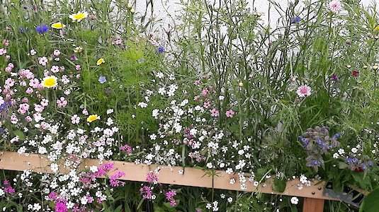 A sea of blooms. Copyright by Austrian Ecolabel.