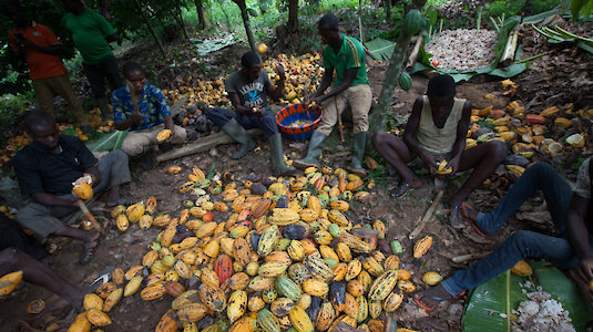 To get to the beans, the cocoa fruit must be opened. Copyright by Fairtrade.