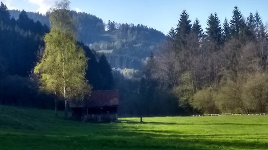 Wiese und Wald